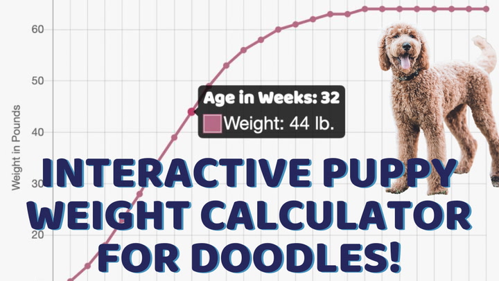 The cavoodle, as its name suggests, is a crossbreed dog. Puppy Growth Chart For Doodles And Interactive Calculator