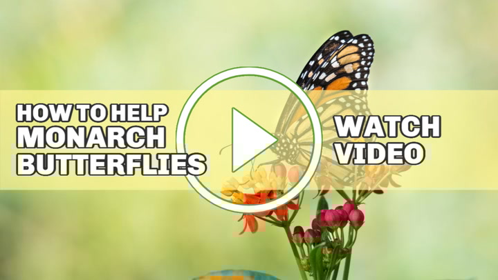 Zip the plastic bag closed and place it flat in your refrigerator. How To Collect Grow Milkweed Seeds Asclepias Empress Of Dirt