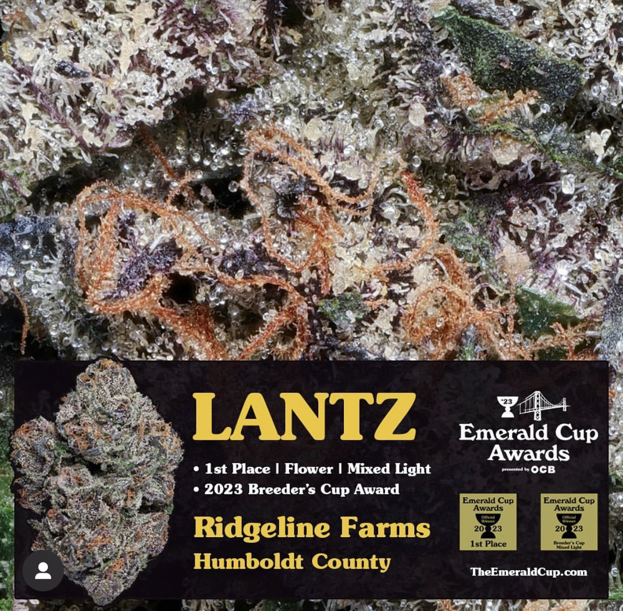 Ridgeline Farms Lantz Emerald Cup Award sold at Loe Dispensary and Cannabis Delivery