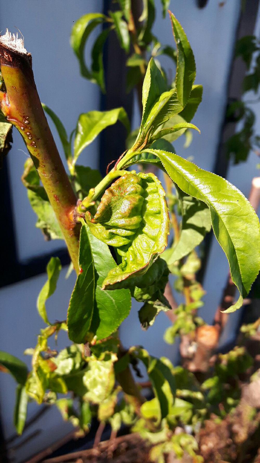 Peach Leaf Curl Intermountain Fruit Usu