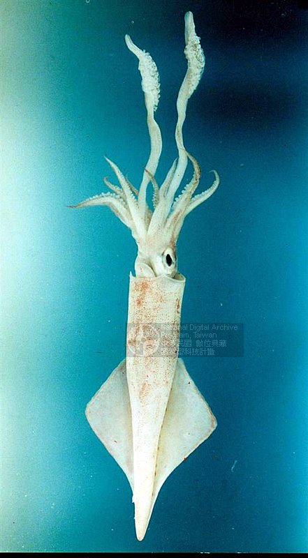 章魚烏賊花枝魷魚 花枝 Doreff