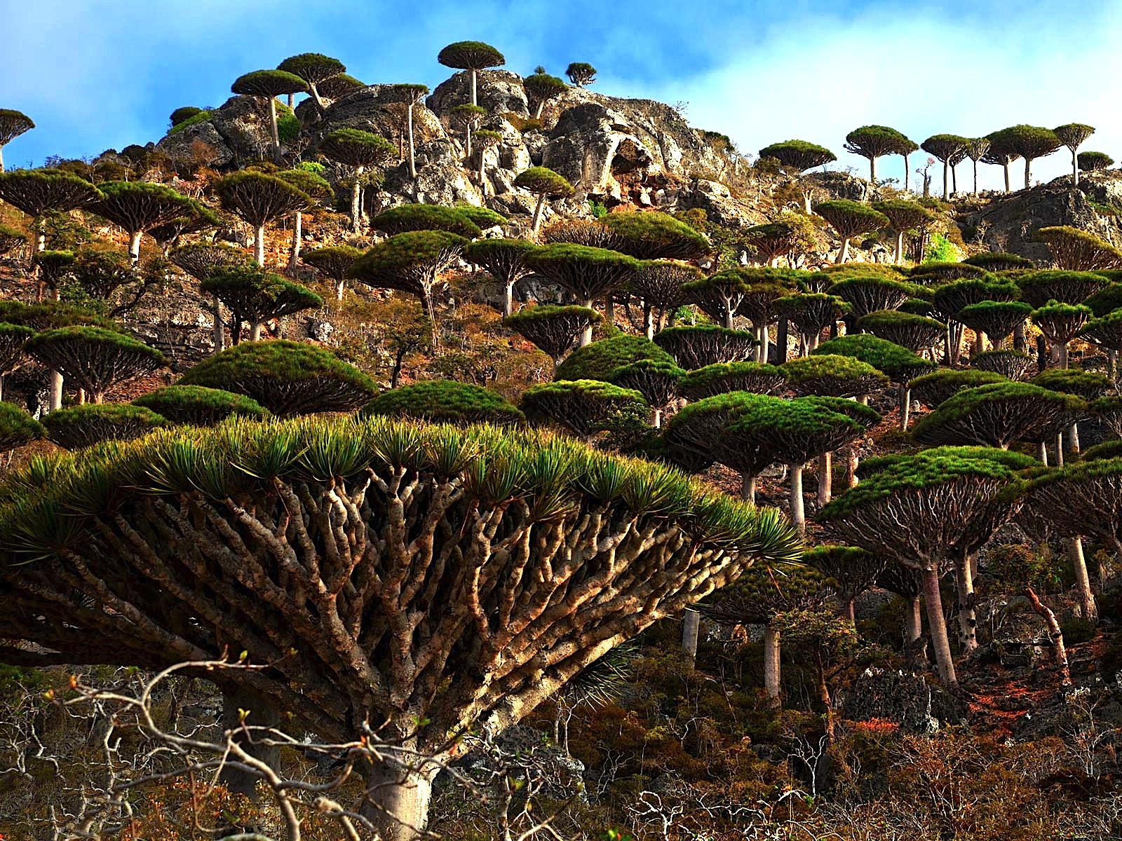 洋書 Fauna of the Socotra Archipelago Field 洋書 Fauna of the Socotra Archipelago Field Fauna of the