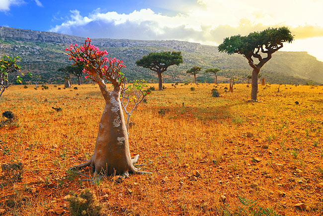 Welcome to a strange and forgotten alien world: Socotra