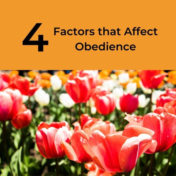 4 Factors that Affect Obedience- Picture of lovely tulips