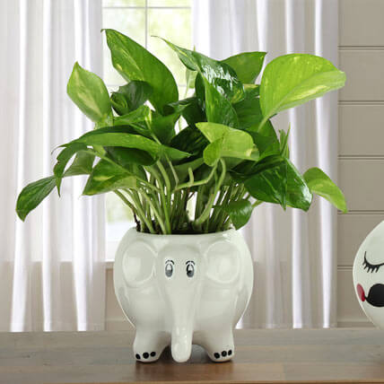 5 good luck plants that deserves a place in your home