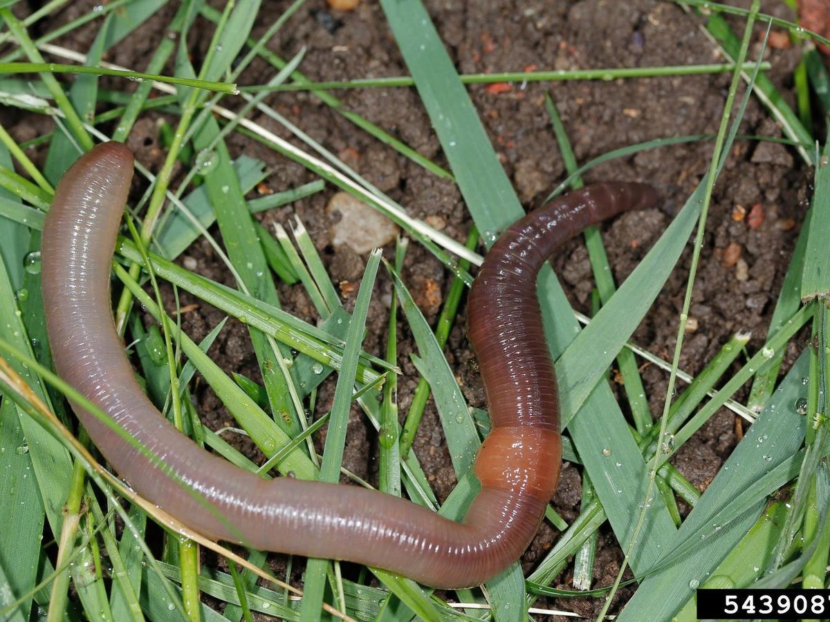 Nature's recyclers: the decomposers
