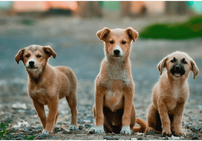 Rusia promulga una controvertida ley que permite la eutanasia de animales callejeros
