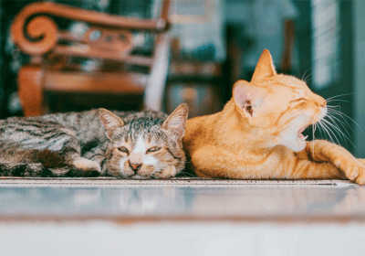 Investigación envenenamiento de 50 gatos en gatos en España