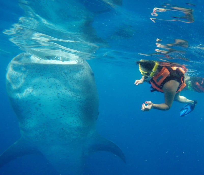 swim with whale sharks cancun