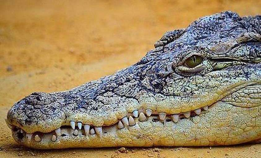 cocodriloa