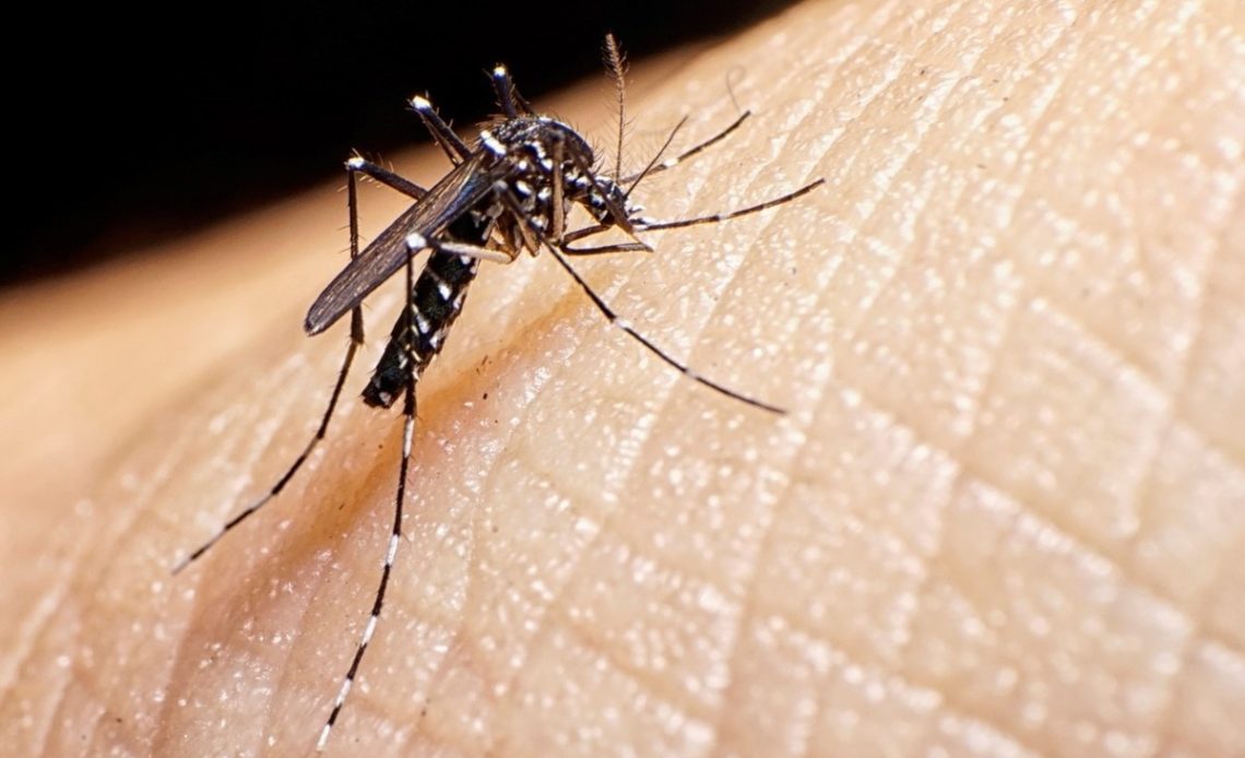 dengue