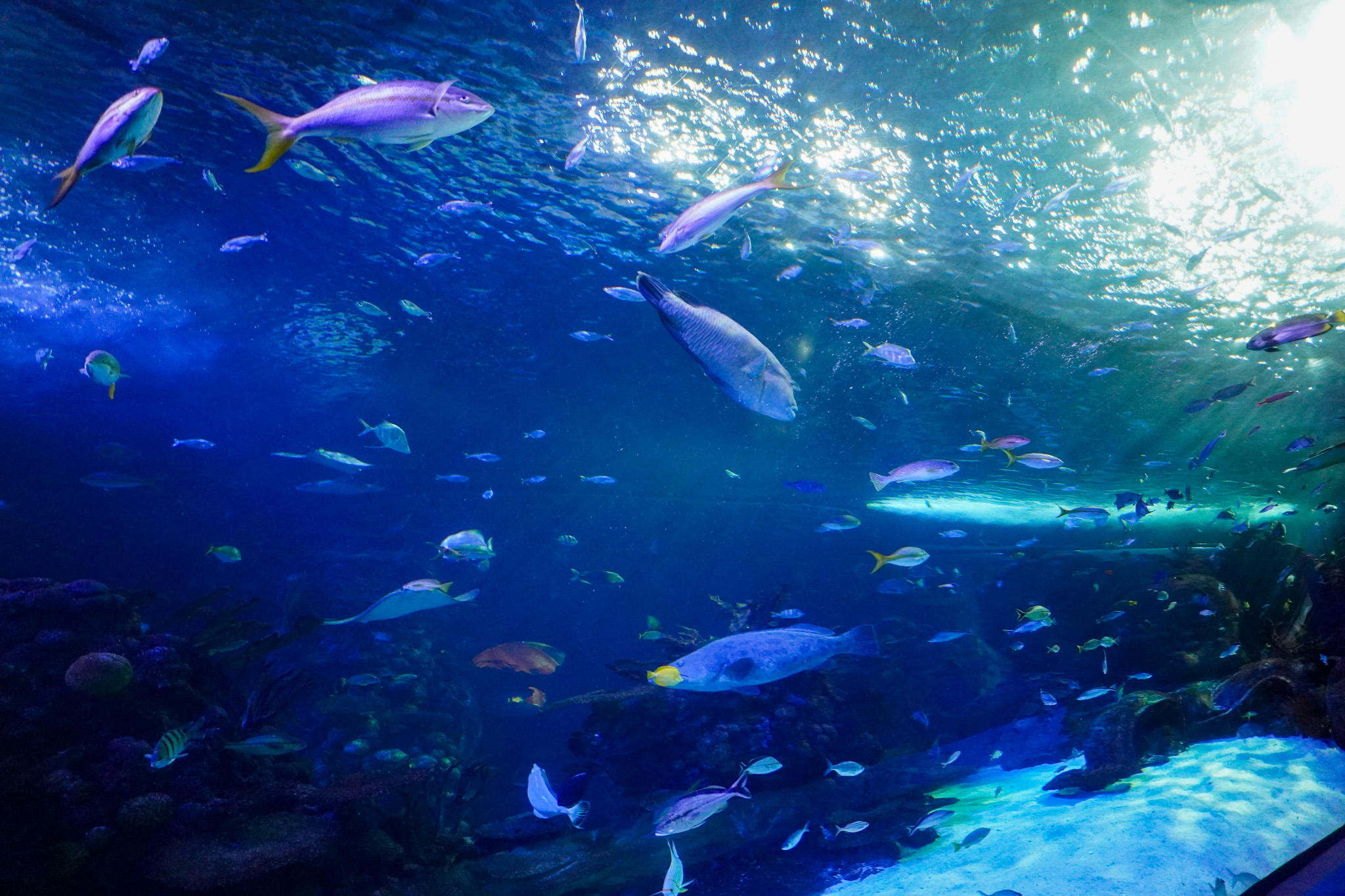 Aquarium at the Boardwalk