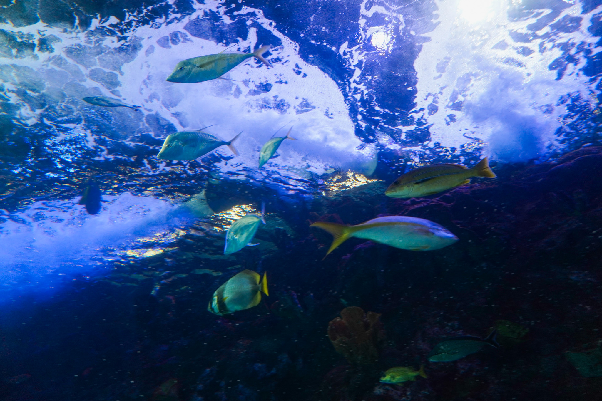 Aquarium at the Boardwalk