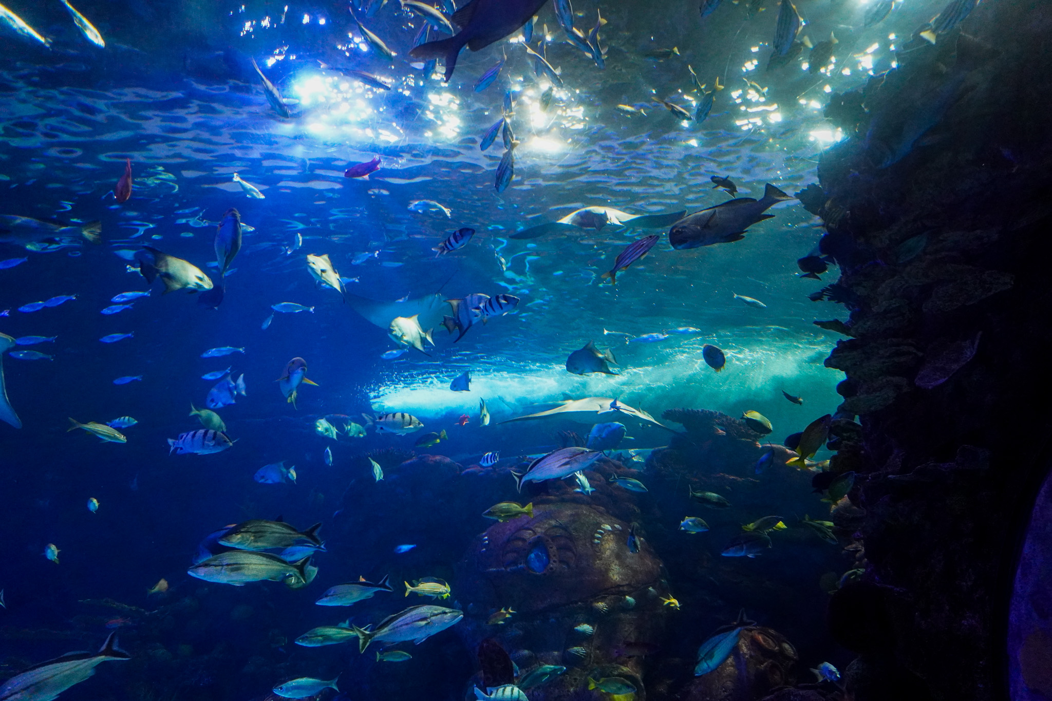 Aquarium at the Boardwalk