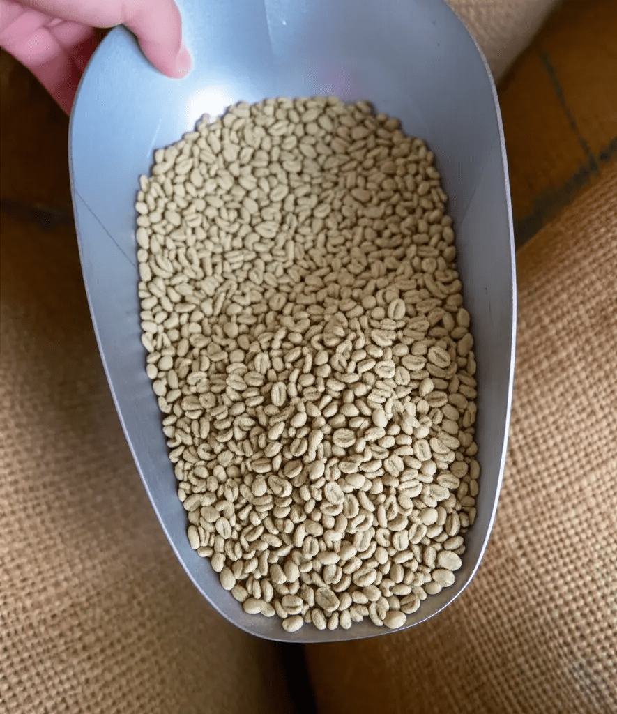 Green coffee beans in a metal scoop before roasting, an essential step in Decaf Coffee Processing Methods.