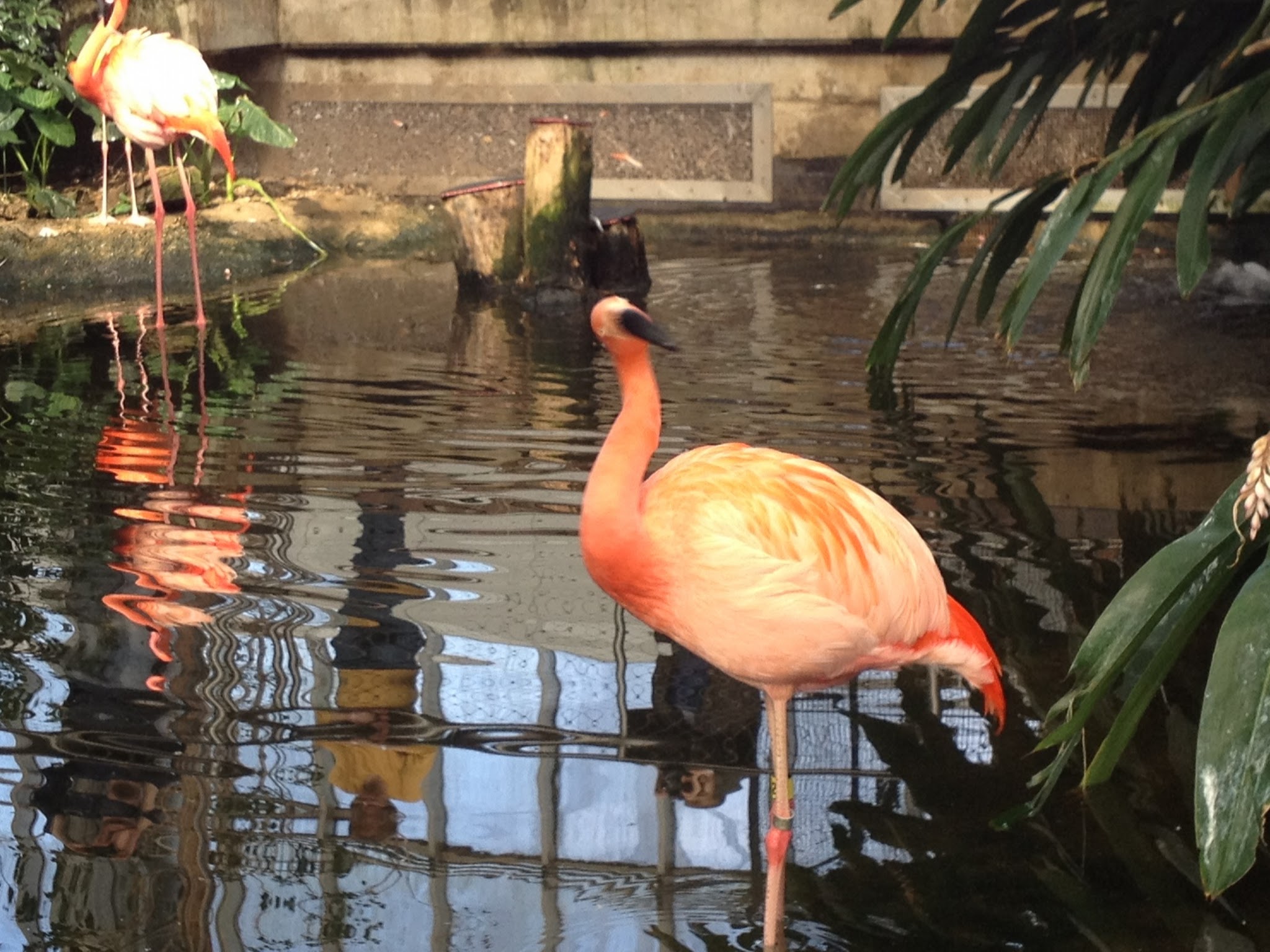 Reflection of my aunt and the Imaginative One