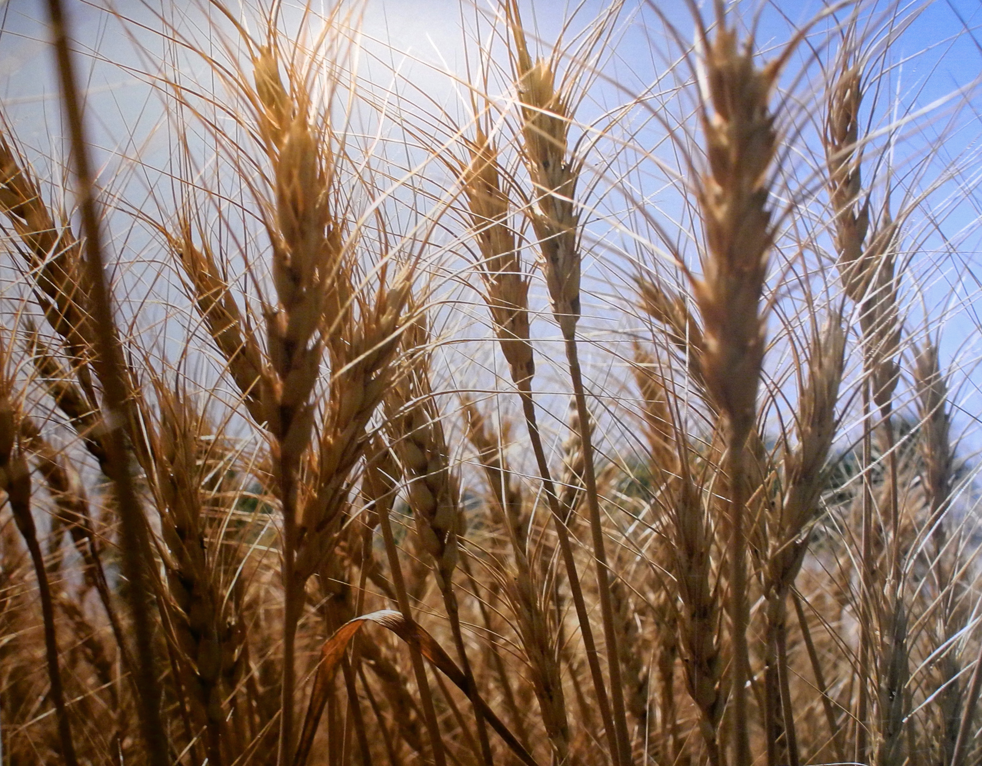 In wheat's defence...