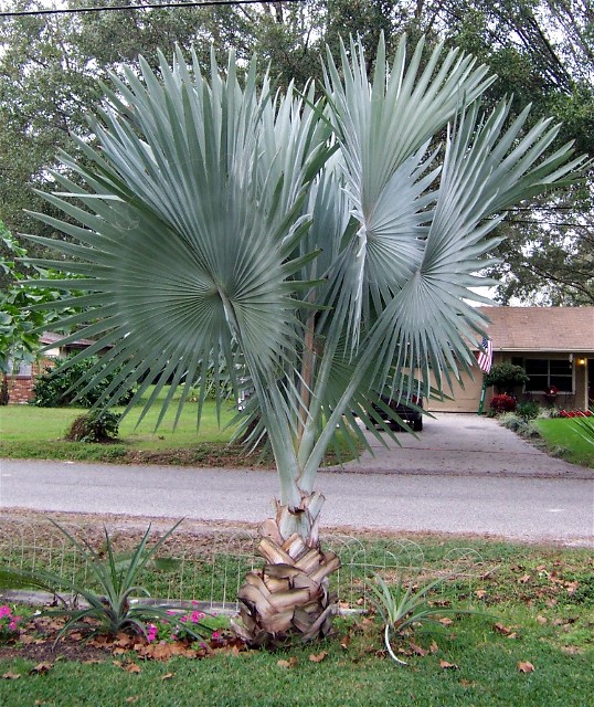 13 Classic Palm Trees Hgtv