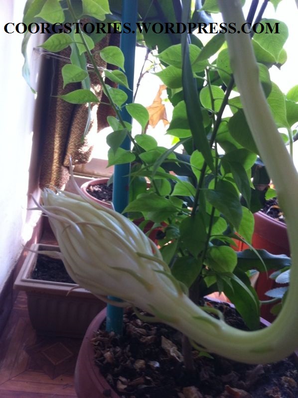 Also called caryopteris x clandonensis, this shrub packs all the benefits of caryopteris plants but with dark green and glossy foliage, brighter blue flowers . Midnight Flower Coorgstories