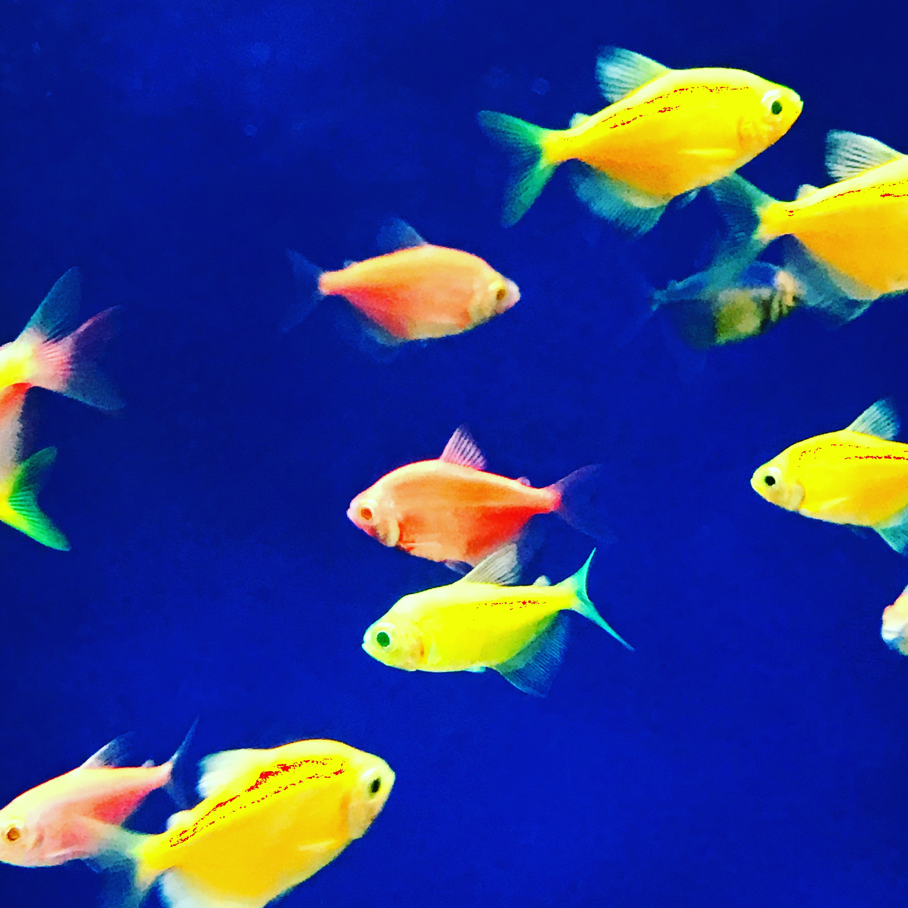 Property of Copacetic Aesthetix