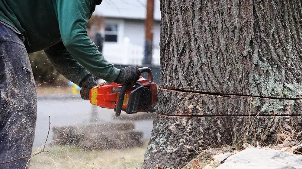 Tree Removal Guidelines for Entertainment Venues