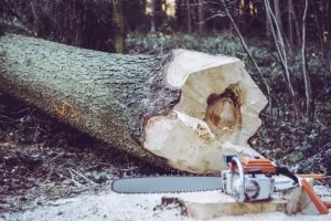 Tree Removal Regulations