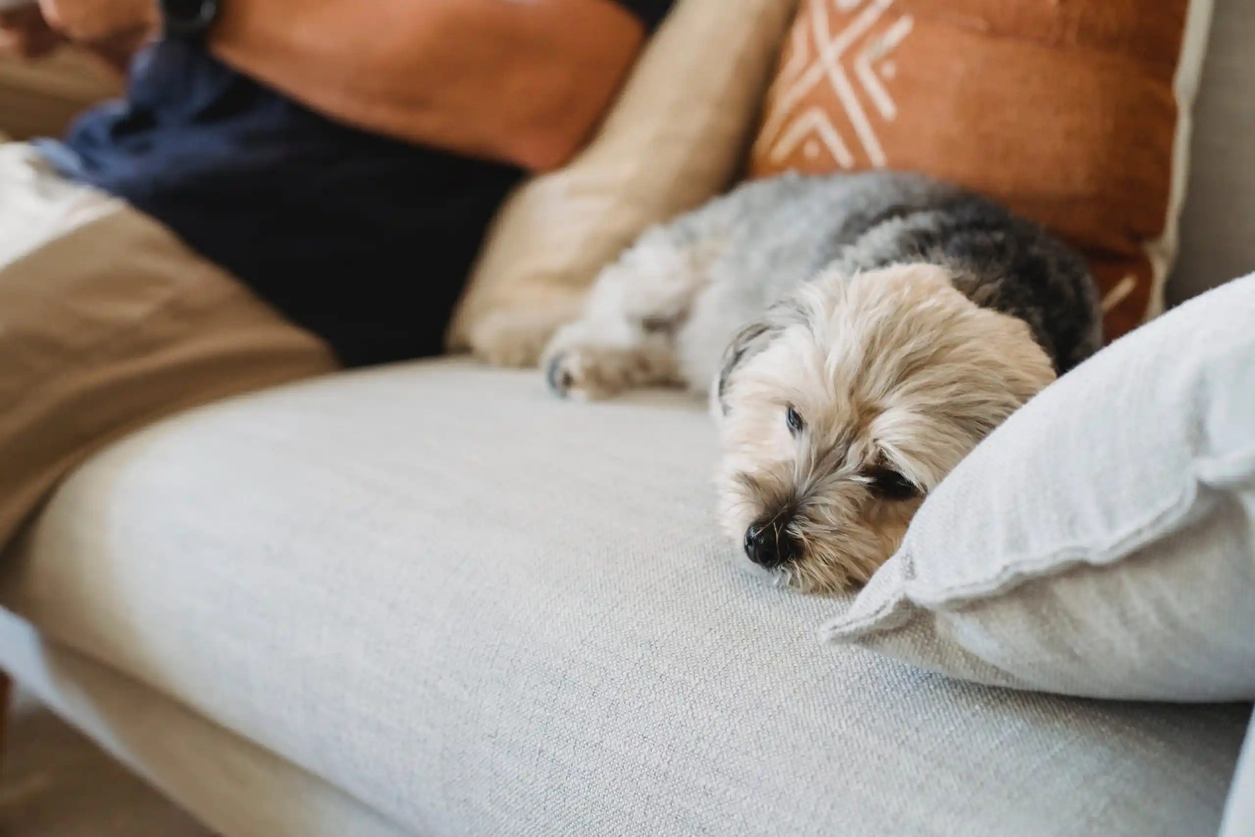 exploring pet memorial services