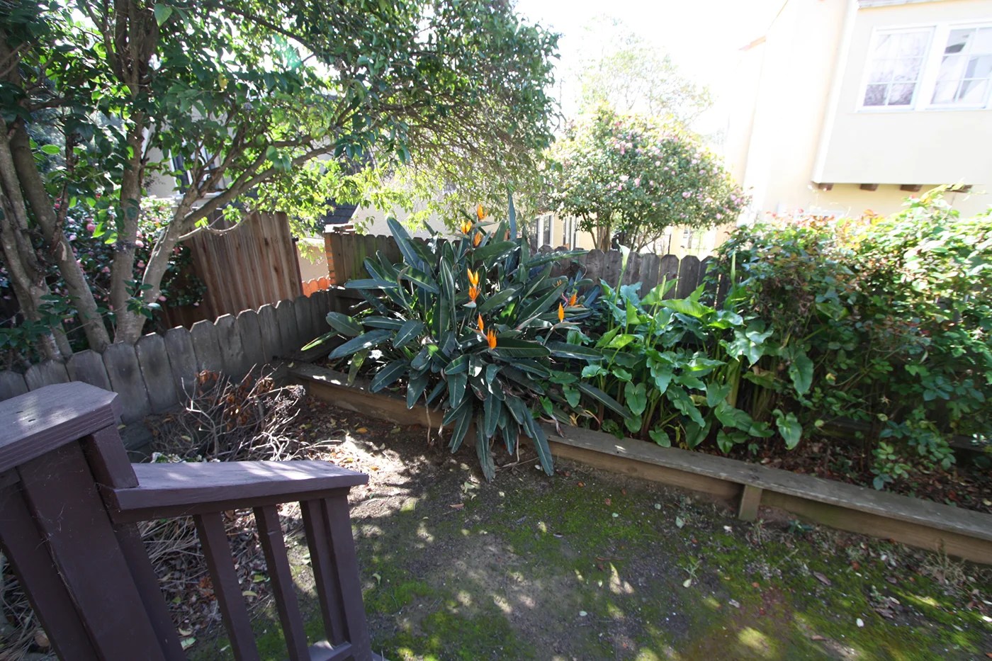 backyard-before-2