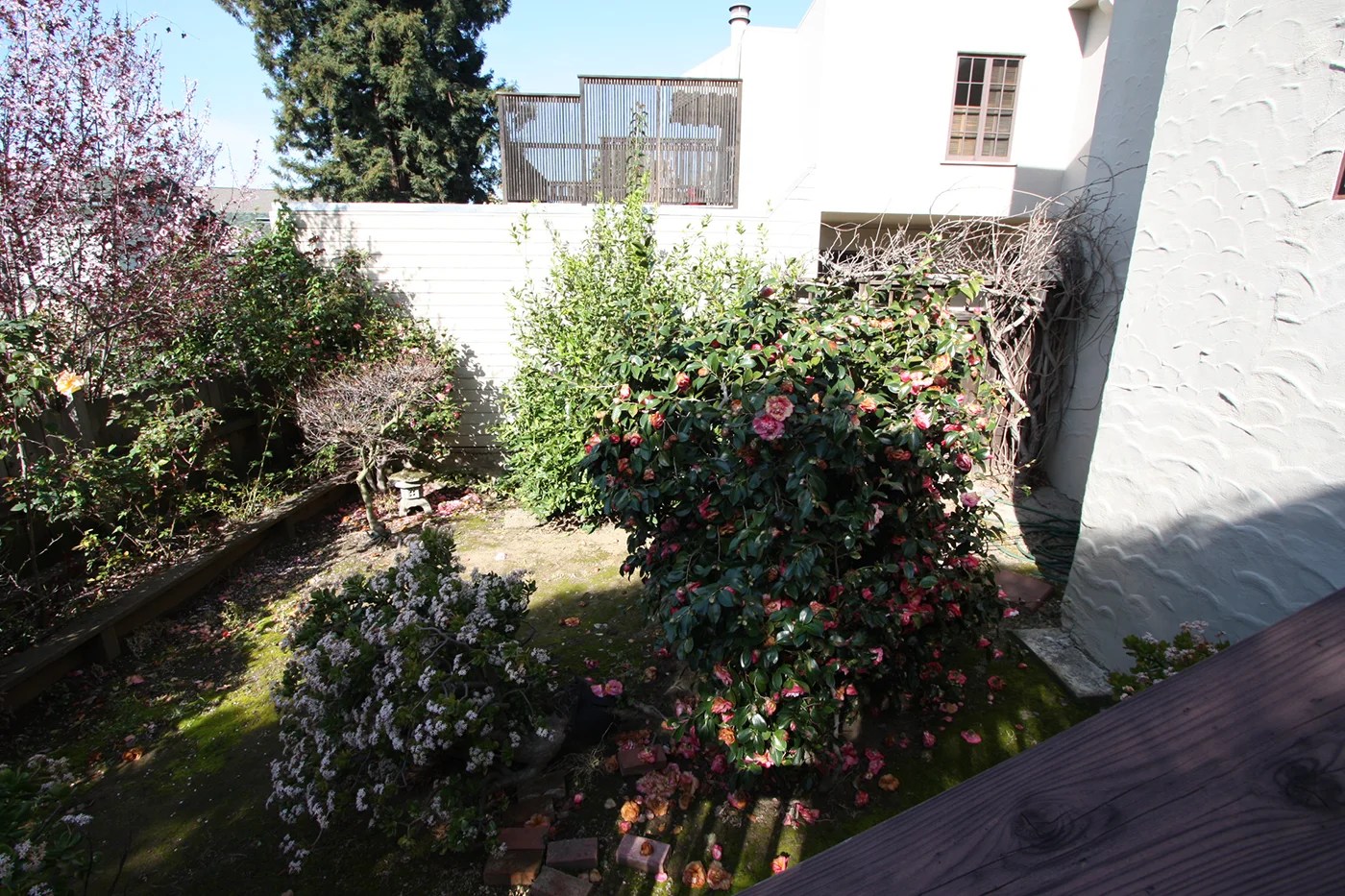 backyard-before-3