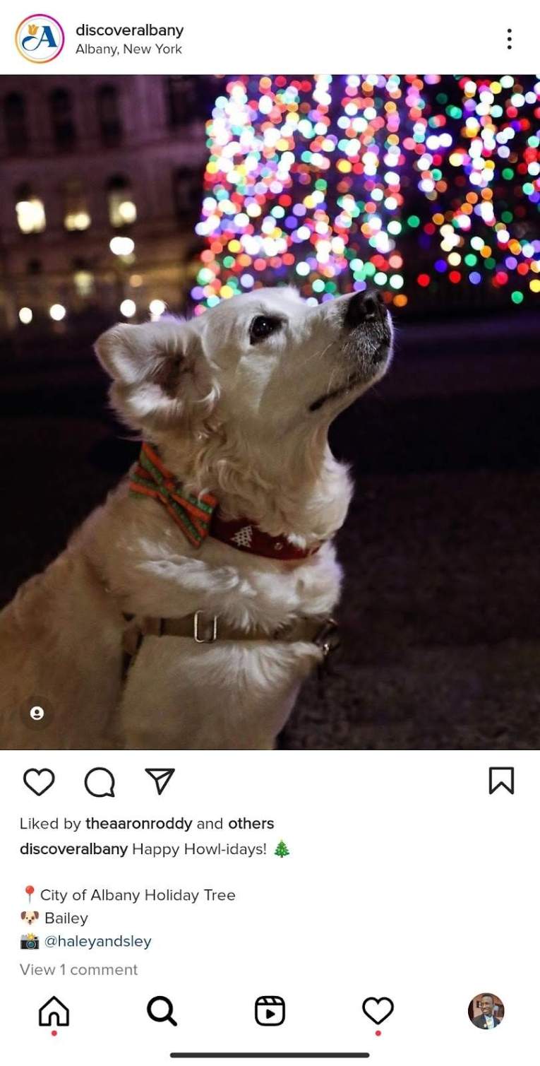 Discover Albany social media content curation example on Instagram