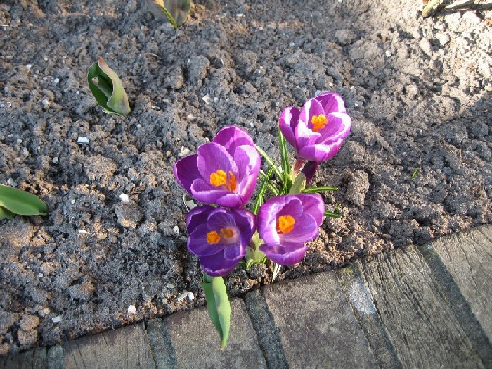 Crocus
