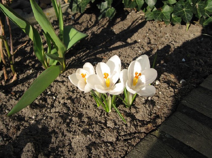 Crocus