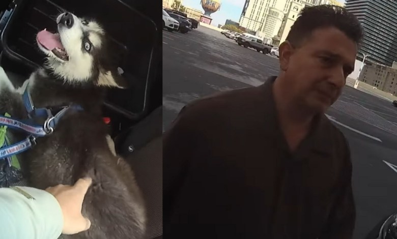Raul Carbajal Left Dog in Vehicle Amid Intense Heat: Cops Raul Carbajal Left Dog in Vehicle Amid Intense Heat: Cops