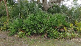 Officials remind palmetto berry harvesters about permits Officials remind palmetto berry harvesters about permits