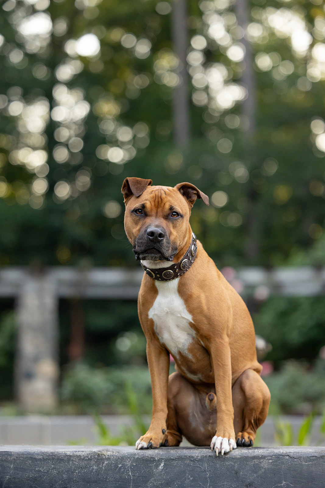 Loki, a pitbull wearing Champagne Reign 2" Rhinestone Dog Collar from Cora's Canine Collective