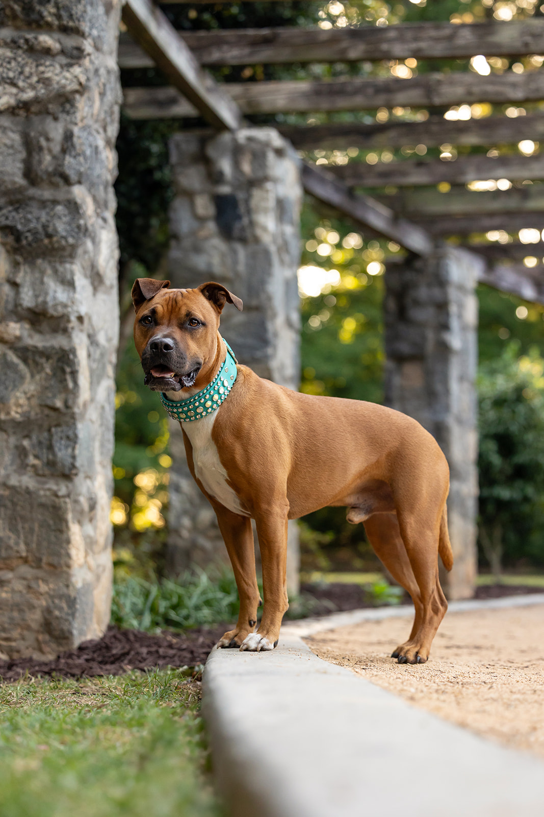 Loki, a pitbull, wearing 2" rhinestone collar Siren's song from Cora's Canine Collective