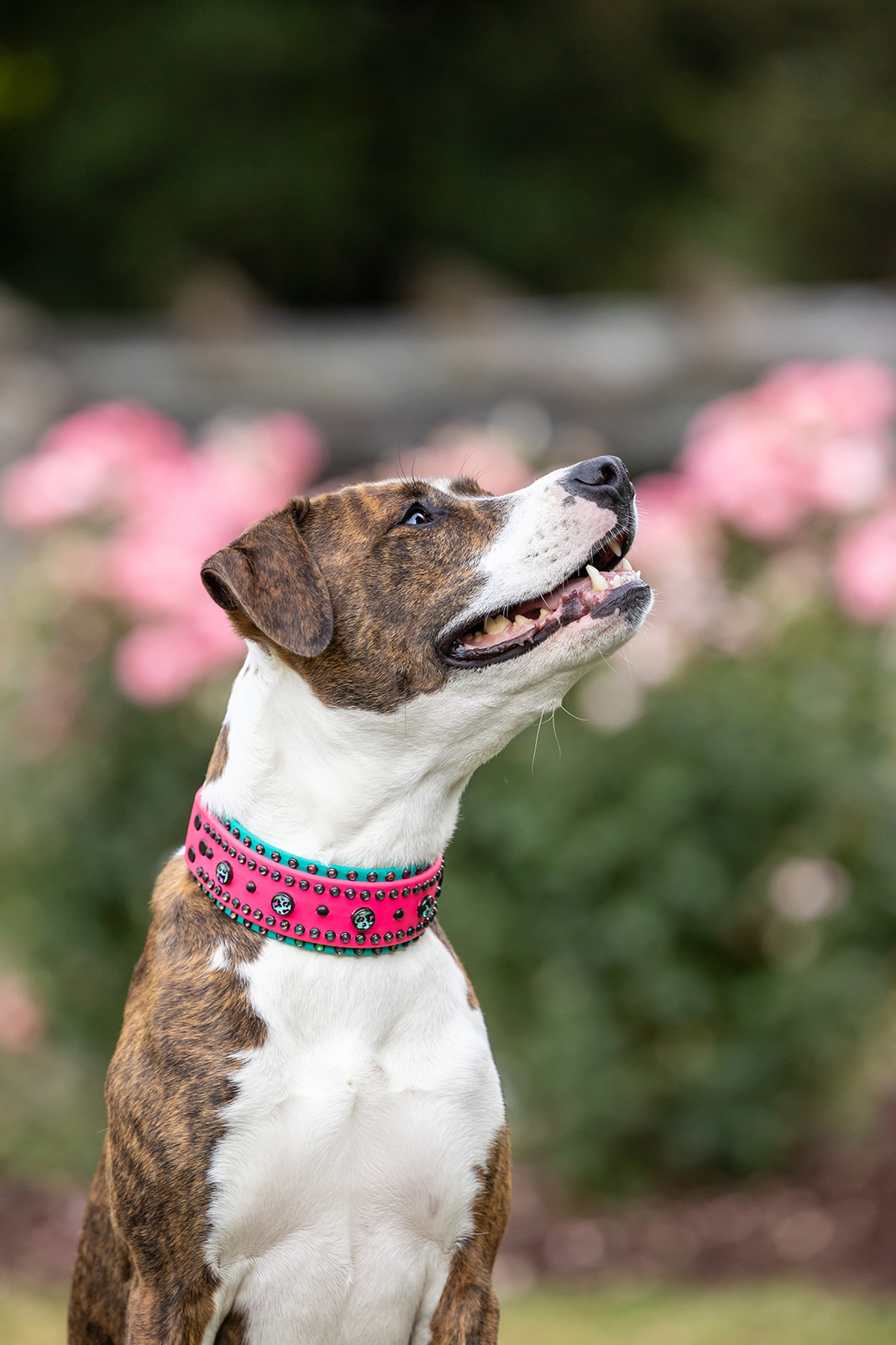 Delilah wearing Feral Rhinestone Dog Collar from Cora's Canine Collective