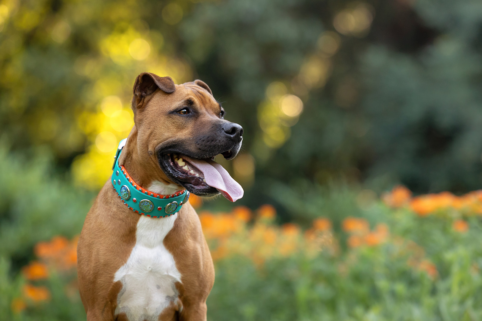 Loki, a pitbull wearing Solar Flare rhinestone dog collar from Cora's Canine Collective