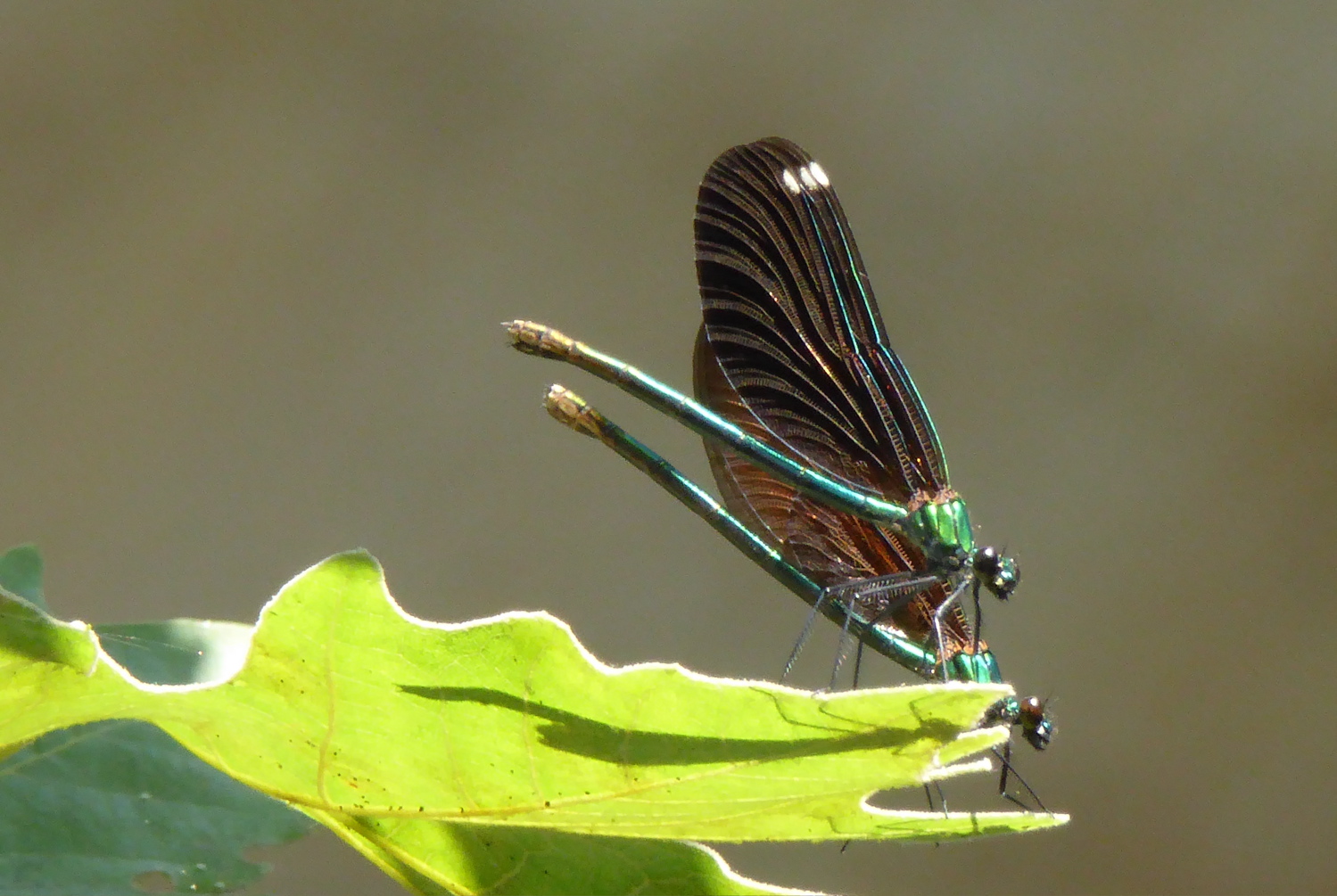 libellule indaffarate