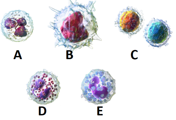 Perhatikan gambar berikut! Bagian sel darah put&hellip;