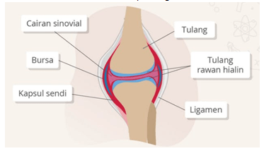Selain ditemukan pada sambungan antara tulang dada&hellip;