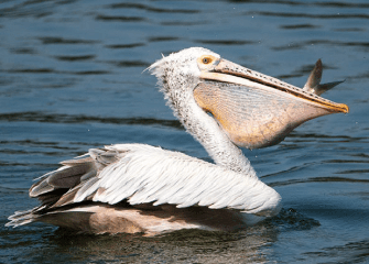 Perhatikan gambar berikut! Bentuk paruh burung&hellip;
