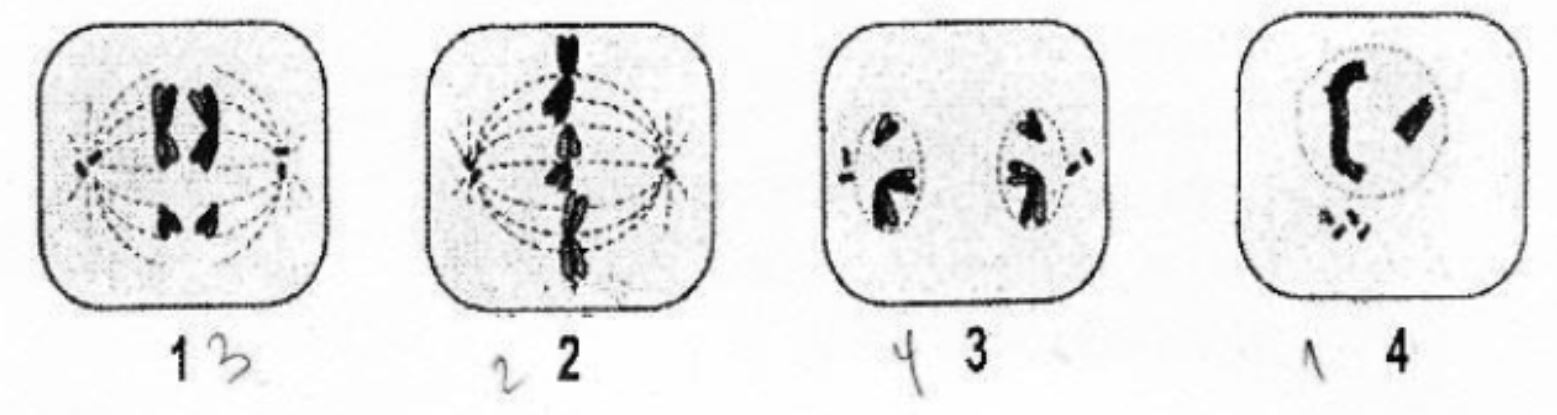 Contoh soal biologi pembelahan sel. Perhatikan Gambar Pembelahan Sel Secara Mitosis Be