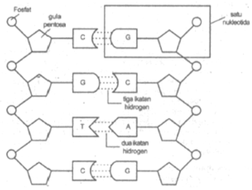 Perhatikan gambar berikut! Pernyataan yang bena&hellip;