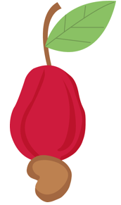 Perhatikan gambar buah berikut ini! Berdasarka&hellip;