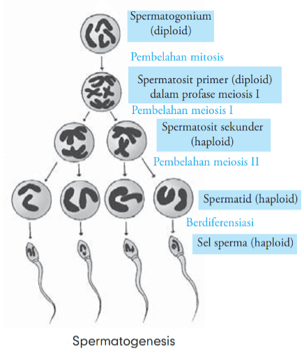 Pada akhir spermatogenesis dari satu sel induk spe&hellip;