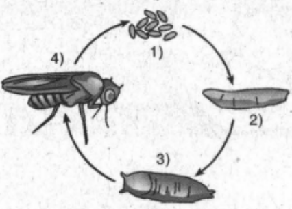 Perhatikan gambar daur hidup lalat buah berikut! &hellip;