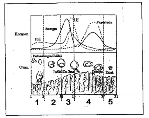 Bagan berikut ini menunjukkan dinamika hormon repr&hellip;