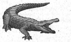 Perhatikan gambar hewan berikut! Dewasa ini hew&hellip;