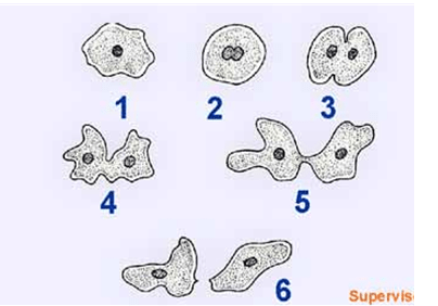 A. Jika jawaban (1), (2), dan (3) benar. B. Jika &hellip;